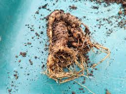 マン ドレイク 根