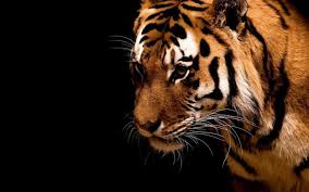 Animals Tigers Black Background Wallpapers Hd Desktop And Mobile Backgrounds