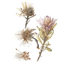 Image result for Protea angolensis