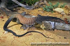 Black And White Lizard Australia Black Headed Monitor Lizard Varanus Tristis Tristis Monitor Lizard Lizard Reptiles And Amphibians