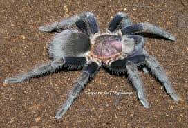 Image result for Lopholaena sp.no.1