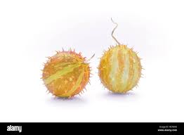 Image result for Cucumis myriocarpus