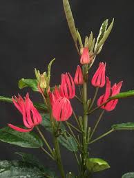 Image result for Pavonia