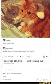 E Bnacthoe Oobatue Authoritative Hug Ifunny Russian Cat Funny Animals Funny Cute