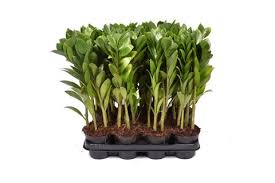 Image result for Zamiokulkas Zamioculcas