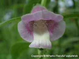 Image result for Sesamum radiatum