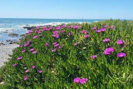 Image result for Hyparrhenia nyassae