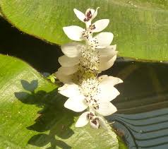 Image result for Aponogeton junceus