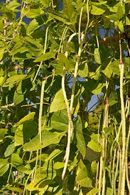 Image result for Vigna pygmaea