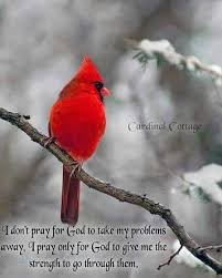 Red Birds That Look Like Cardinals Pin By Barbara Ramirez On Cardinals Red Birds Beautiful Birds Pretty Birds
