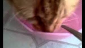 Can cats eat peanut butter? My Cat Eats Odd Things Part 2 Ice Cream Butter Pecan Youtube