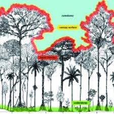 Tropical rainforests are rainforests found in tropical uplands and lowlands around the earth's the canopy is the layer formed from the large trees whose crowns form a compact layer above the ground. Pdf Studying Forest Canopies From Above The International Canopy Crane Network