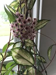 We did not find results for: Photo Of The Bloom Of Krimson Princess Hoya Hoya Carnosa Rubra Posted By Alyssablue Garden Org