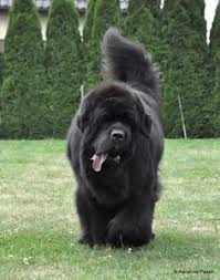 pin on newfoundland