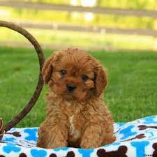 Cavapoo is a hybrid breed from the cross between the cavalier spaniel and the poodle. Cavapoo Puppies For Sale Ky L2sanpiero