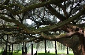 Elu arbre de l'année