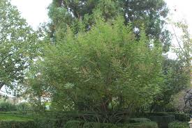 We did not find results for: Vitex Agnus Castus Shoal Creek Chasteberry Shoal Creek Chaste Tree Shoal Creek Hemp Tree Shoal Creek Lilac Chasetree Shoal Creek Monk S Pepper Tree Shoal Creek North Carolina Extension Gardener Plant Toolbox
