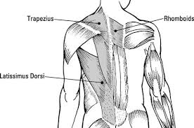 Most will label a diagram of muscle with its structures. Upper Back Muscle Basics Dummies