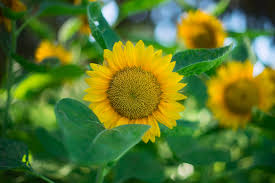 Check spelling or type a new query. 109708 Flowers Hd 4k Wallpaper Macro Yellow Sunflower Mocah Hd Wallpapers