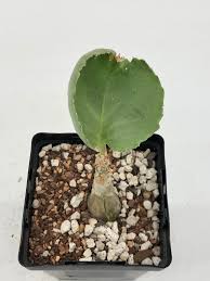 Image result for Cyphostemma zombense