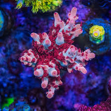 Image result for Cremaspora