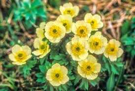 Image result for Buttercup Yellow 1958 Kelvinator