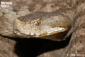 Image result for Subularia monticola