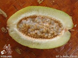 Image result for Passiflora quadrangularis