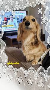 犬 おしゃれまとめの人気アイデア pinterest おとか 犬