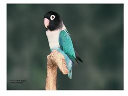 Bird Aviary For Sale Durban Lovebird African Lovebirds Parrot Parrot Pet