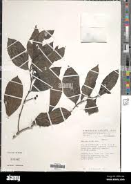 Image result for Morinda lucida