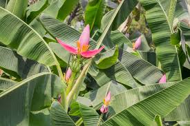 Find tree seeds and shrub seeds for growing in usda zone 8. Banana Tree Facts Know Your Banana