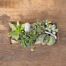 Image result for Aizoaceae