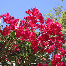 Image result for Nerium oleander