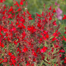 Our vineyard offers a place for rejuvenation. Plant Encyclopedia Phoenix Perennials And Specialty Plants