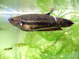 Tổng Hợp Cac Loại Ca Cảnh Nhỏ đẹp Dễ Nuoi Nen Mua Về Nha Ngay Trong 2020 Betta Ca Vang Ca Betta