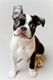 Boston terrier boxer mix brindle. Boston Terrier Dog Breed Information Pictures Characteristics Facts Dogtime