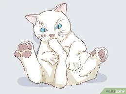 These episodes range from a few seconds to a few minutes, with variable frequency. How To Diagnose And Treat Hyperesthesia Syndrome In Cats 11 Steps