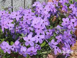 ツルハナシノブ ガーデン デザイン 3月の誕生花 花の写真