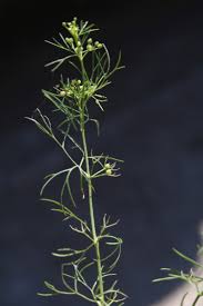 Image result for Apium leptophyllum