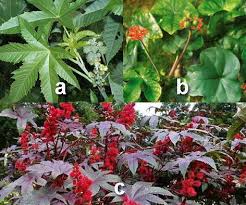 Meningkatkan serum kolesterol alamiah 6. 99 Macam Tanaman Obat Keluarga Toga Lengkap Khasiat Dan Gambarnya Berita Pertanian Mitalom