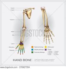 Explore alison's human anatomy courses to learn the structure & function of various organs. Human Arm Hand Bone Vector Photo Free Trial Bigstock