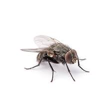 House Fly Facts & Identification | Florida Pest Control