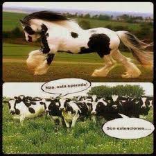 El mejor material de humor y de temática deportiva de toda la red. Tipico Vacas Meme Amino