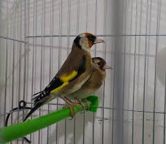 محترف تربية طائر الحسون تجهيز أنثى و ذكر الحسون لموسم التزاوج ج1 animals bird birds