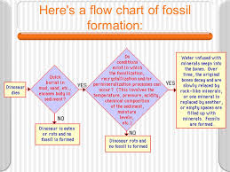 Fill In The Flowchart To Explain How Fossils Are Formed