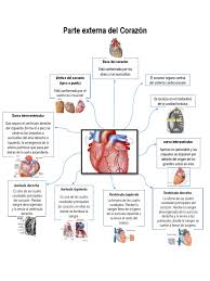 Wisin — duele el corazon (zaycev.net) 03:18. Mapas Mentales Anatomia Del Corazon Vena Corazon