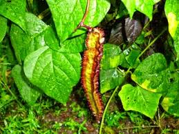 Image result for Psophocarpus scandens