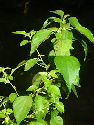 Image result for Acalypha fruticosa