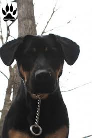 If you are looking for a lovely name that exudes power and strength, then these inspiring names meaning dragon will be perfect. 440 Boy Dog Names A Z Labrottie Com